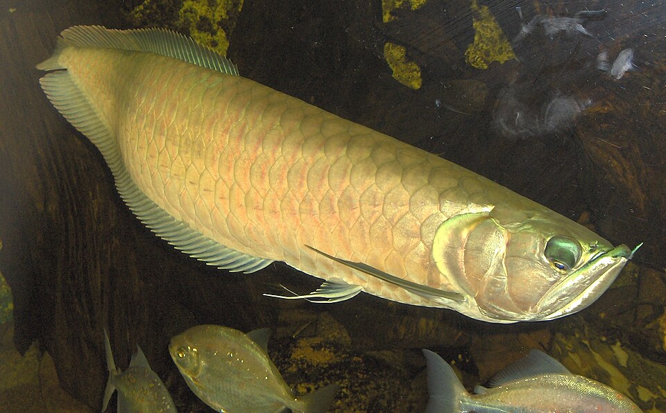 Fotografia de Aruanã (Osteoglossum bicirrhosum)
