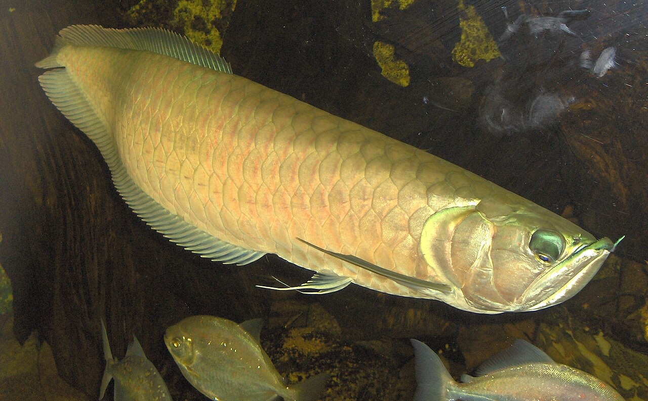 Fotografia de Aruanã (Osteoglossum bicirrhosum)