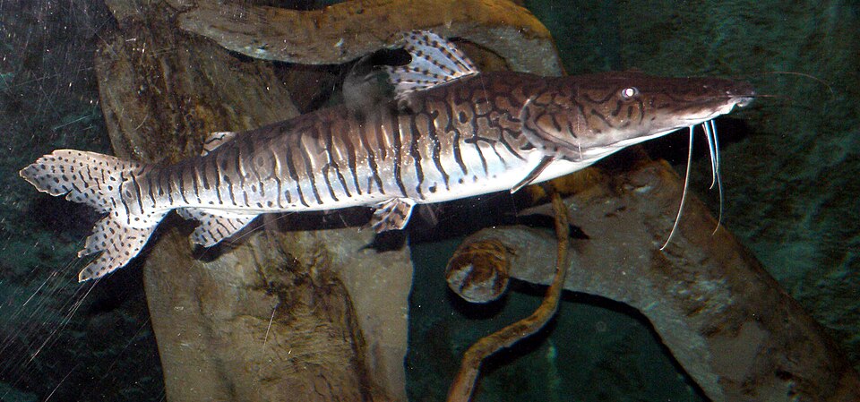 Fotografia de Cachara (Pseudoplatystoma reticulatum)