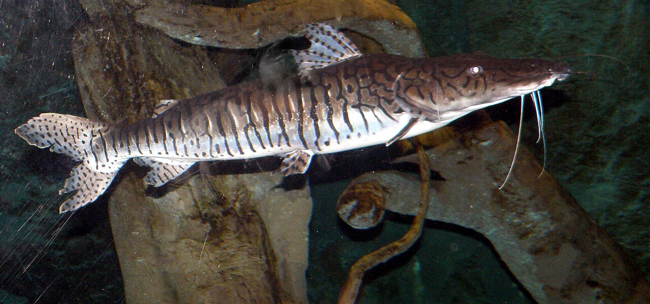Fotografia de Cachara (Pseudoplatystoma reticulatum)