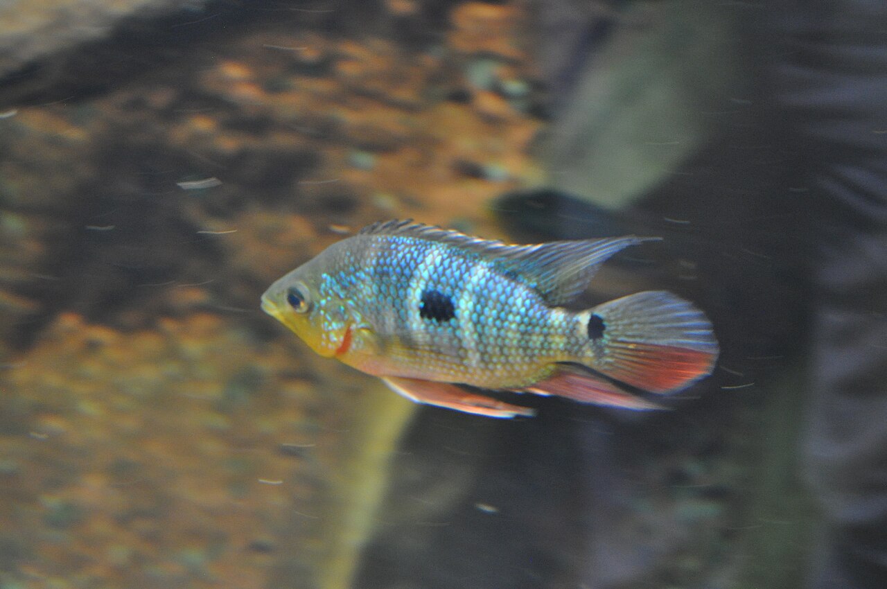 Fotografia de Caquetaia (Caquetaia spectabilis)