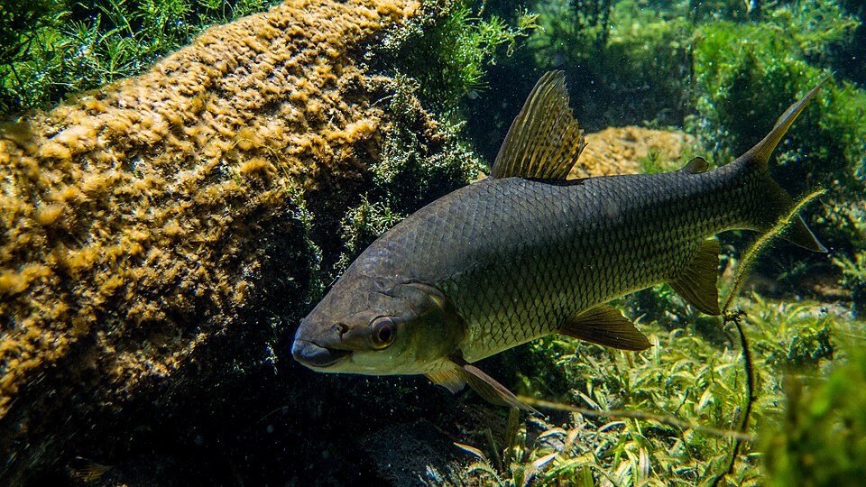 Fotografia de Curimbatá