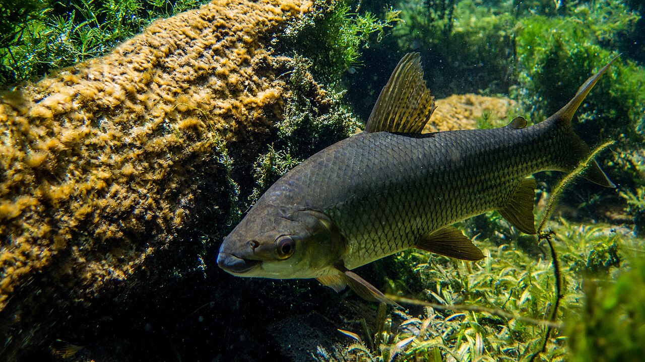 Fotografia de Curimbatá (Prochilodus lineatus)