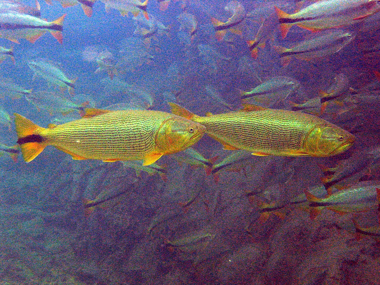 Fotografia de Dourado (Salminus brasiliensis)