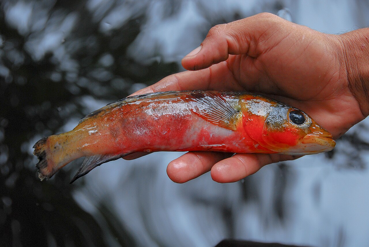 Fotografia de Jacundá-de-cauda-manchada (Lugubria lugubris)
