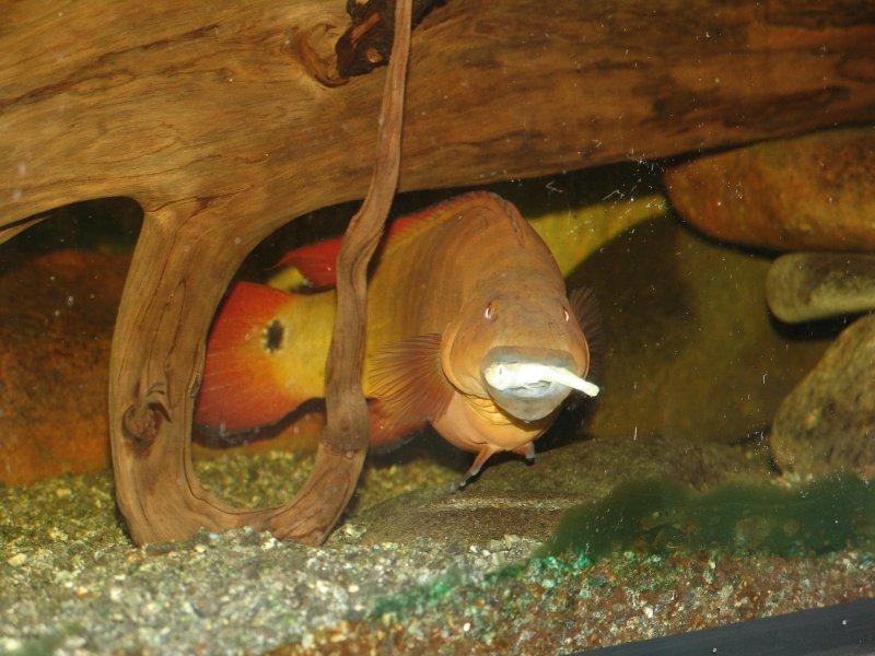 Fotografia de Jacundá-vermelho (Crenicichla sp.)