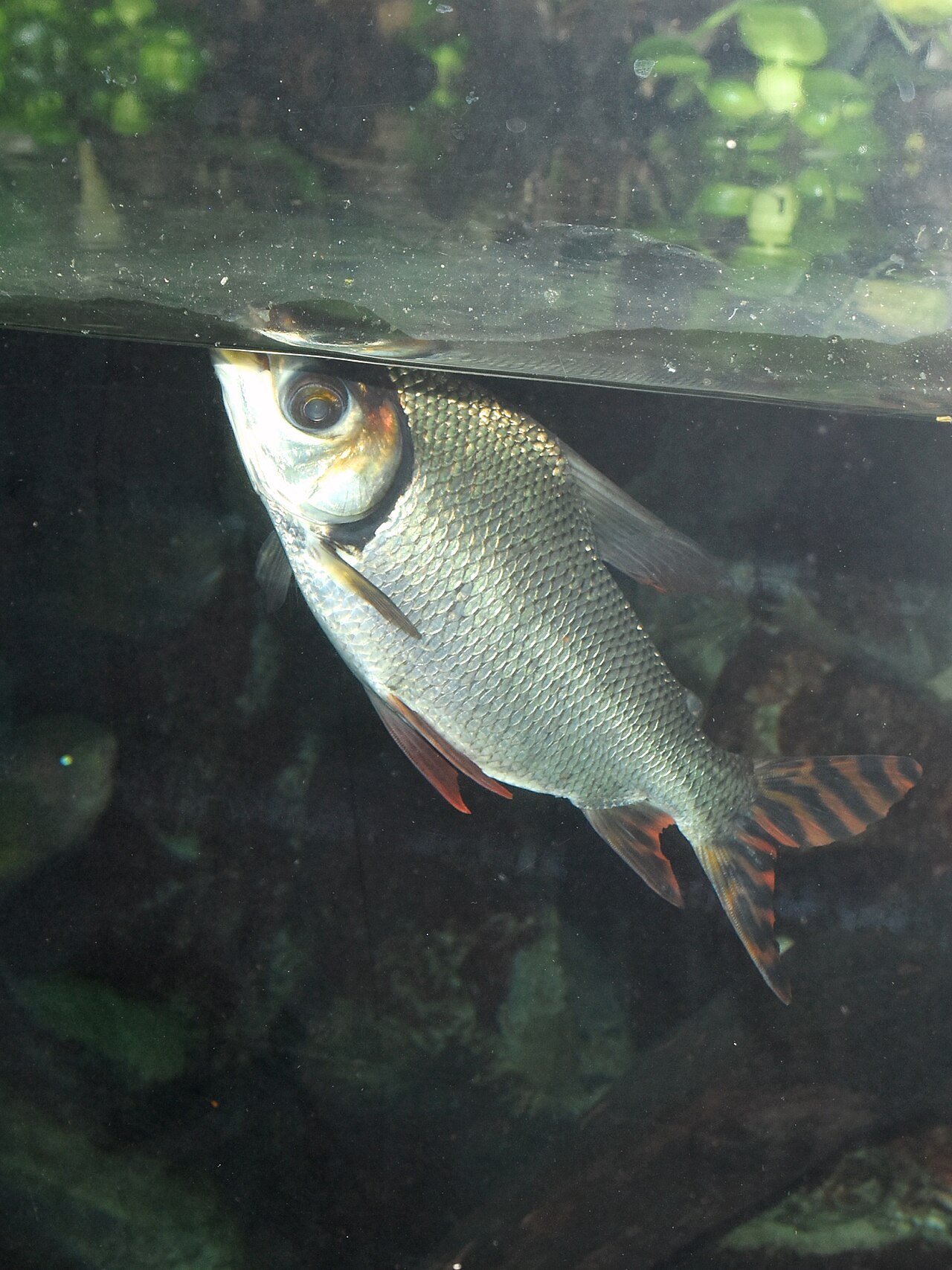 Fotografia de Jaraqui (Semaprochilodus insignis)