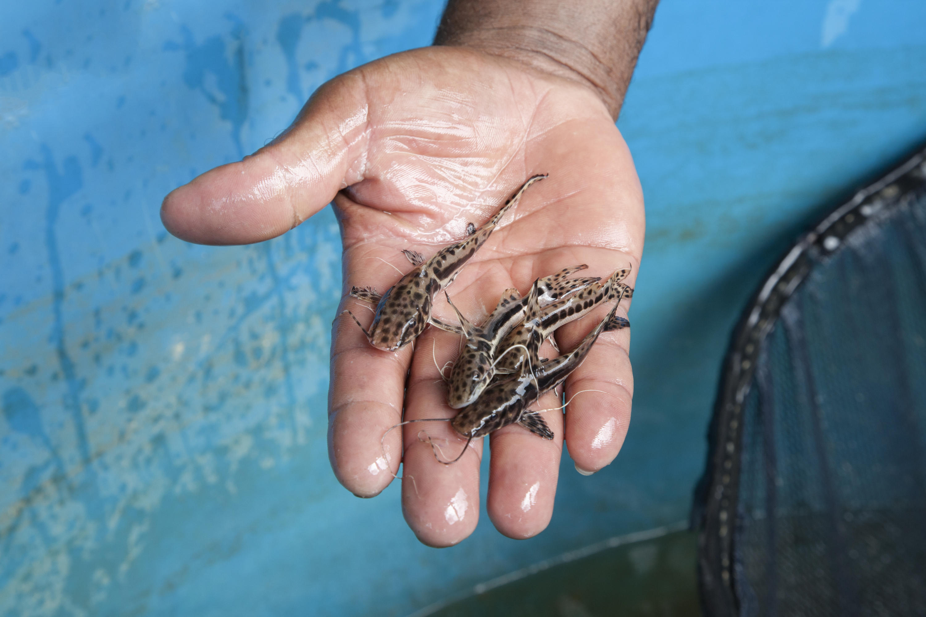 Fotografia de Jundiara (Pseudoplatystoma reticulatum × Leiarius marmoratus)