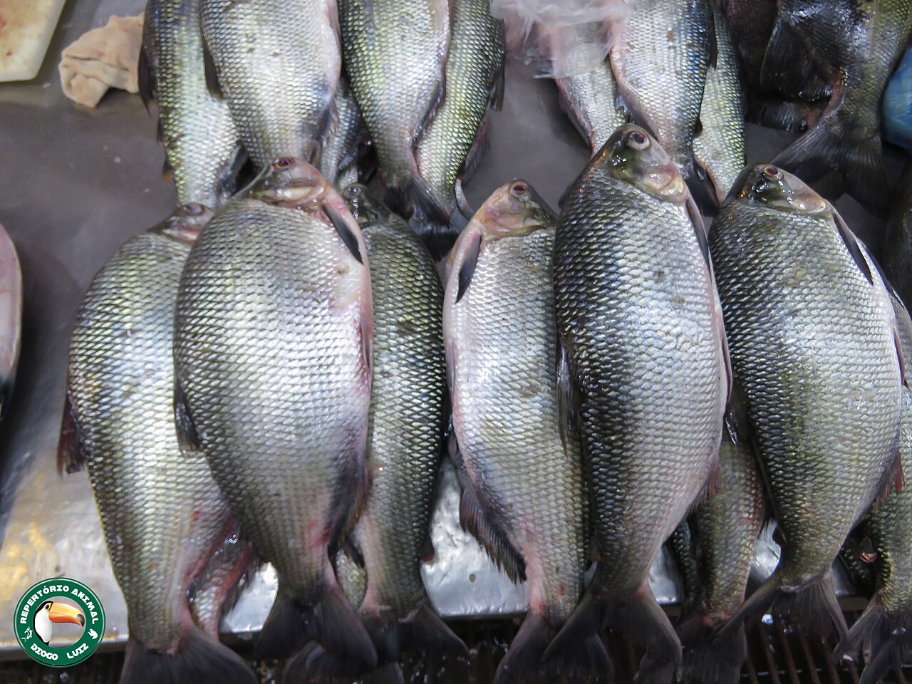 Fotografia de Matrinxã (Brycon amazonicus)
