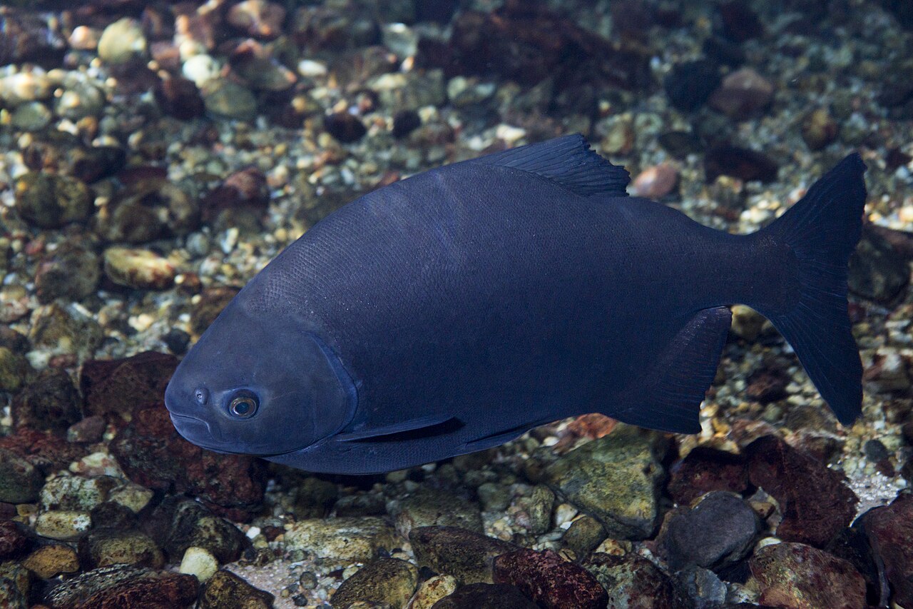 Fotografia de Pacu (Piaractus mesopotamicus)
