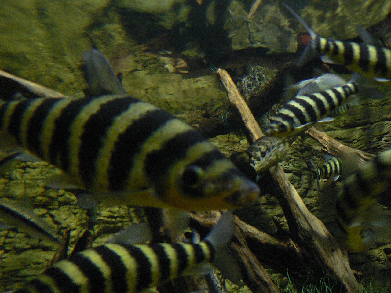 Fotografia de Piau-flamengo (Leporinus fasciatus)