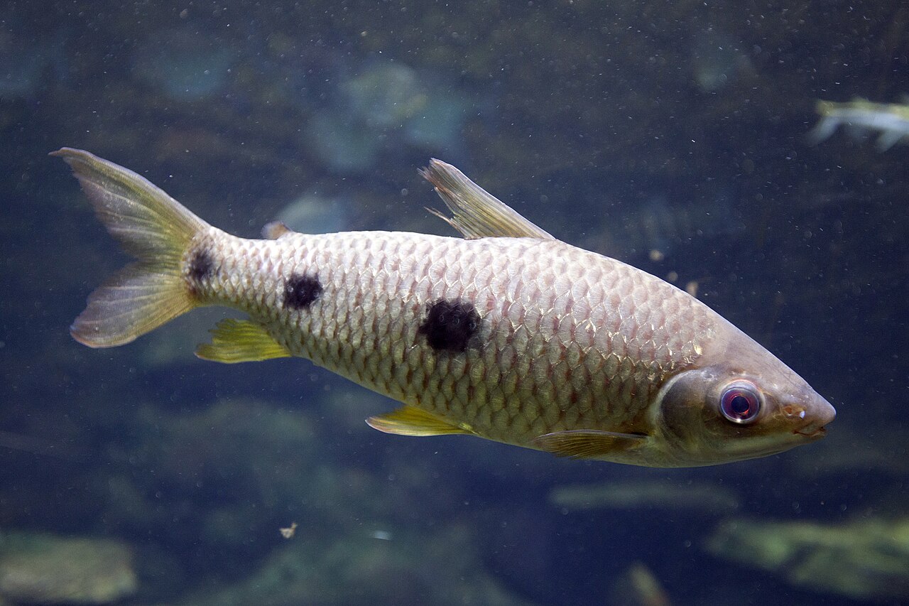 Fotografia de Piau-três-pintas (Leporinus friderici)