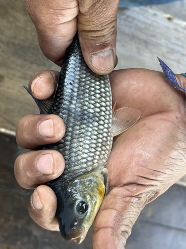 Fotografia de Piauçu