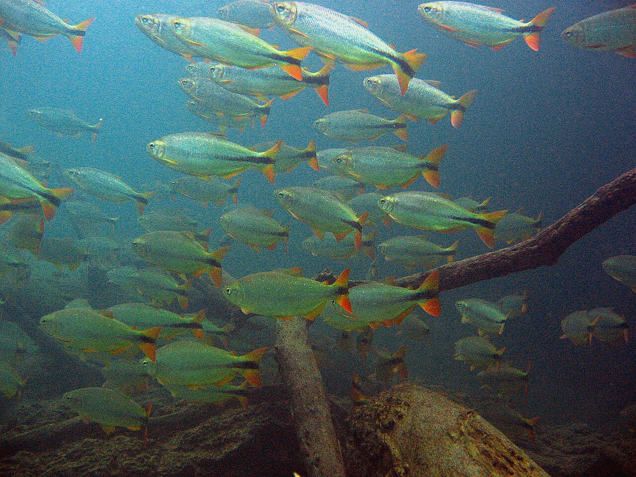 Fotografia de Piraputanga (Brycon hilarii)