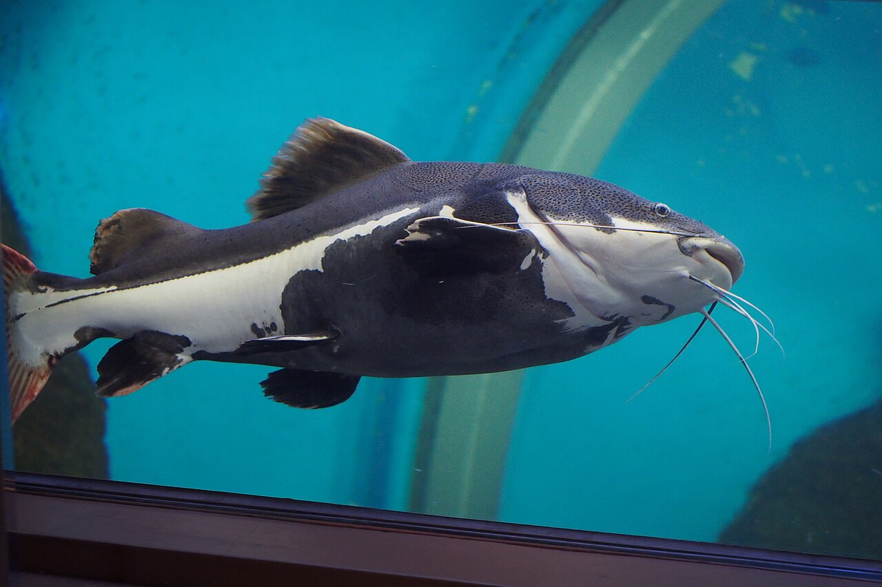 Fotografia de Pirarara (Phractocephalus hemioliopterus)