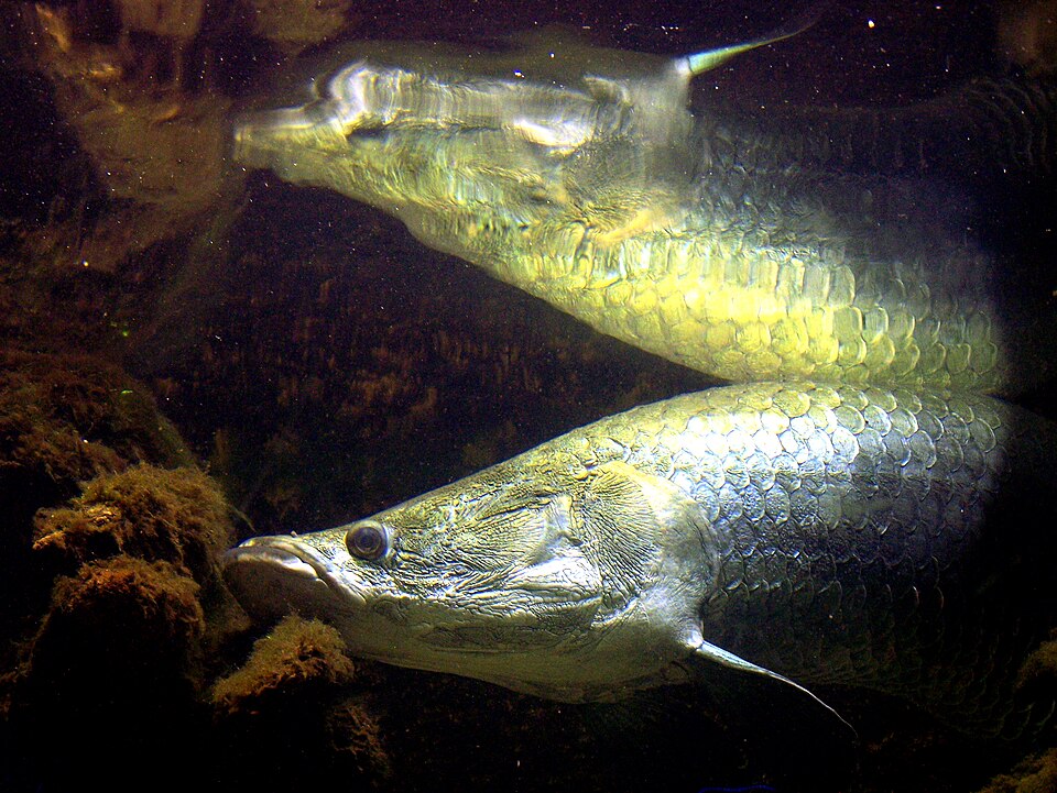 Fotografia de Pirarucu (Arapaima gigas)