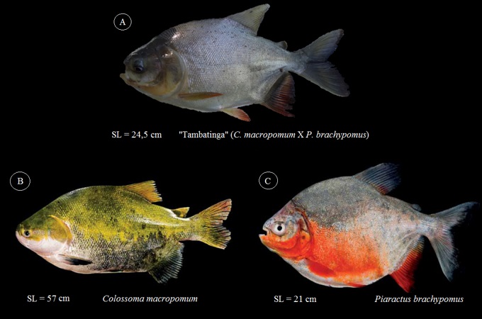 Fotografia de Tambatinga (Colossoma macropomum × Piaractus brachypomus)
